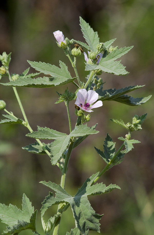 Plant Image